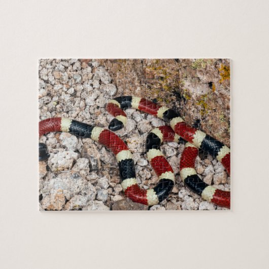 Arizona Coral Snake Jigsaw Puzzle (Horizontal)