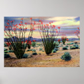 Arizona Desert Ocotillos in Bloom Poster (Voorkant)