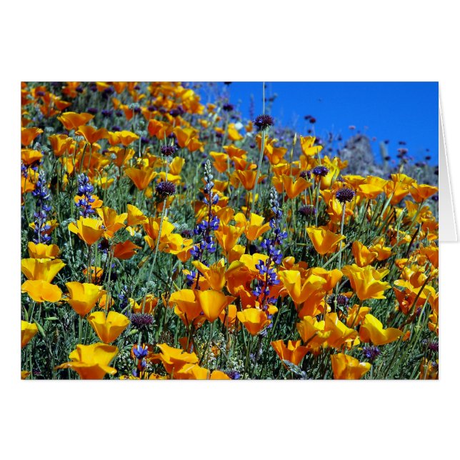ARIZONA DESERT POPPIES (Devant horizontal)