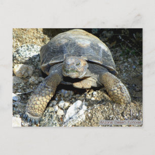 Arizona Desert Tortoise Briefkaart