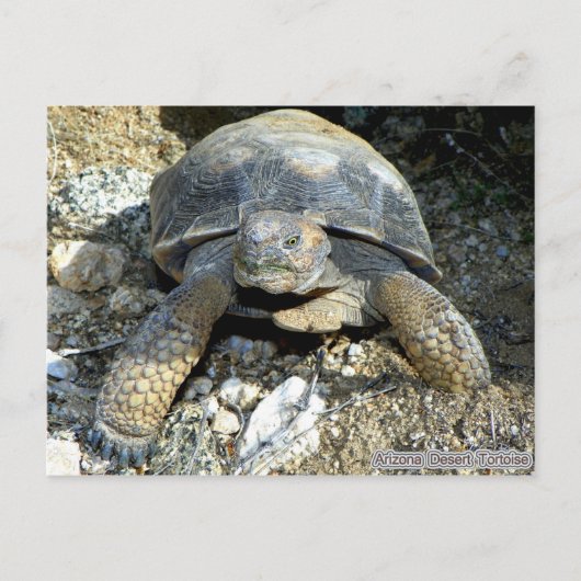 Arizona Desert Tortoise Briefkaart (Voorkant)