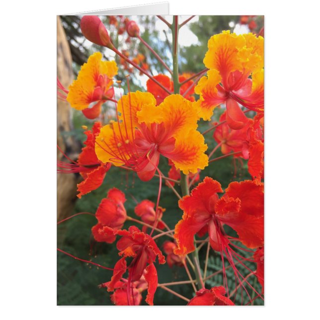 Arizona Flowers (Devant)