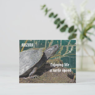 Arizona Genietend van het Pensioenleven Schildpad  Briefkaart