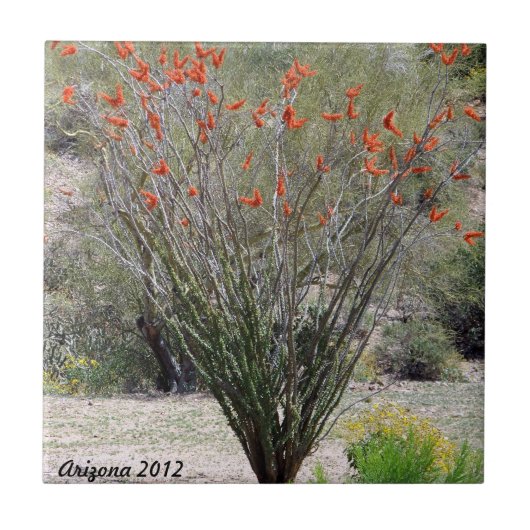Arizona Ocotillo Tegeltje (Voorkant)