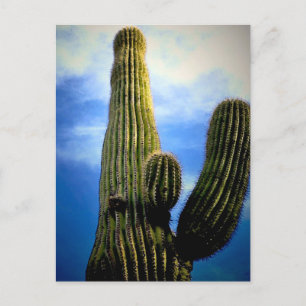 Arizona Saguaro Cactus High  Briefkaart