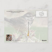 Arizona State Bird - Cactus Wren Briefkaart (Achterkant)
