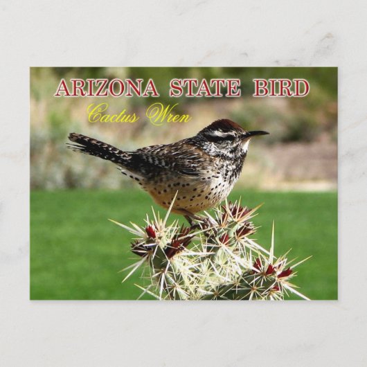 Arizona State Bird - Cactus Wren Briefkaart (Voorkant)