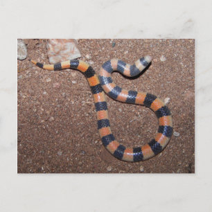 Arizona Variable Sandsnake Briefkaart