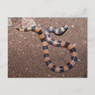Arizona Variable Sandsnake Briefkaart