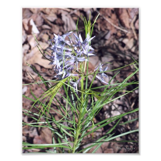 Arkansas Bluestar Needleleaf Foto Afdruk (Voorkant)