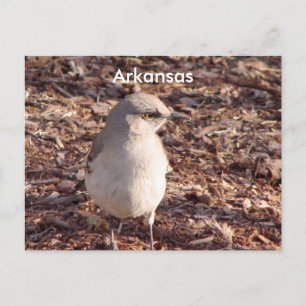Arkansas Mockingbird Briefkaart