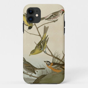 Arkanzaag Siskin, Mealy Red-poll, Louisiana Tanage iPhone 11 Hoesje