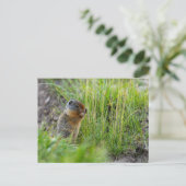 Arktisches Erdhörnchen in Kanada Postkarte Briefkaart (Staand voorkant)
