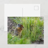 Arktisches Erdhörnchen in Kanada Postkarte Briefkaart (Voorkant / Achterkant)