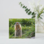 Arktisches Erdhörnchen in Kanada Postkarte Briefkaart (Staand voorkant)