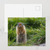 Arktisches Erdhörnchen in Kanada Postkarte Briefkaart (Voorkant / Achterkant)