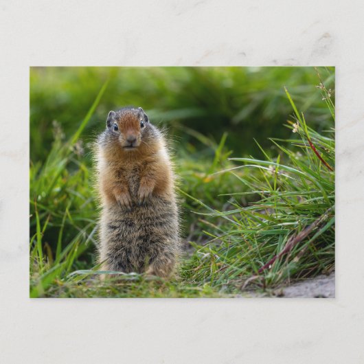 Arktisches Erdhörnchen in Kanada Postkarte Briefkaart (Voorkant)