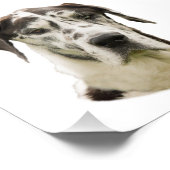 Arlequin Grand Danois Portrait Photo (Coin)