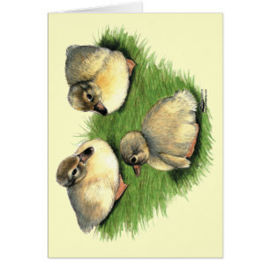 Arlequin plongeur gallois