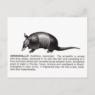 armadillo briefkaart