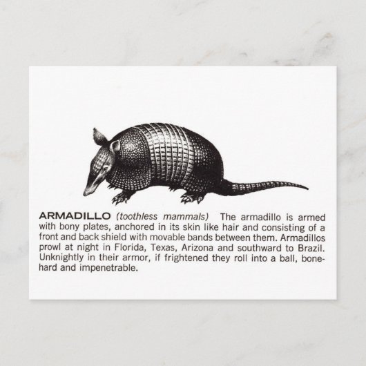 armadillo briefkaart (Voorkant)