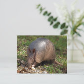 Armadillo Briefkaart (Staand voorkant)
