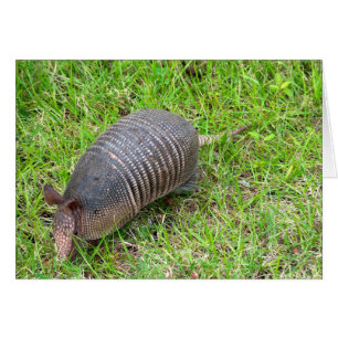Armadillo en Grass vert