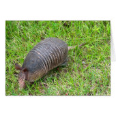 Armadillo in Green Grass (Voorkant Horizontaal)