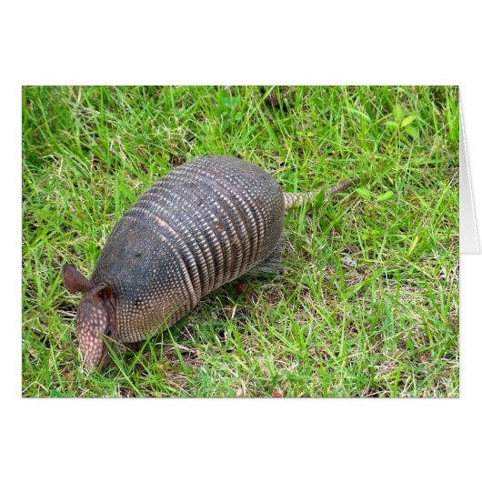 Armadillo in Green Grass (Voorkant Horizontaal)
