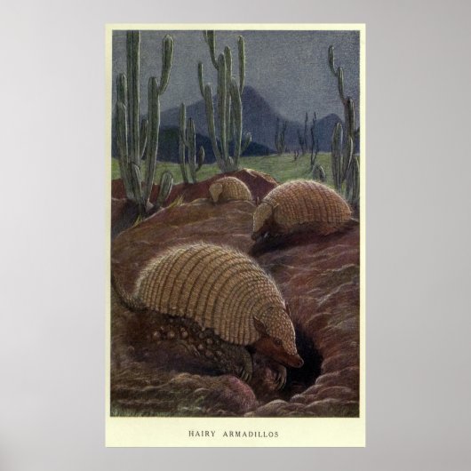  Armadillo Painting (1909) Poster (Voorkant)