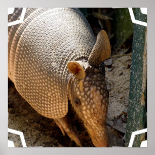 Armadillo Poster afdrukken
