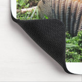 Armadillo Road Kill - Dasypodidae Muismat (Hoek)