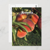 Armeense abrikozen briefkaart (Voorkant / Achterkant)