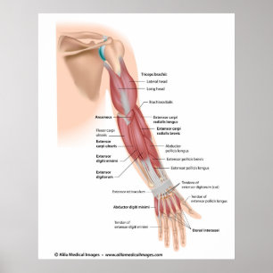 Armspieren achter uitzicht, met de vermelding teke poster