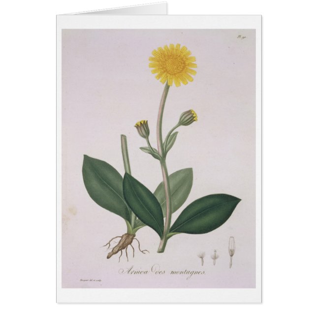 Arnica Montana de "Phytographie Medicale" par Jos (Devant)