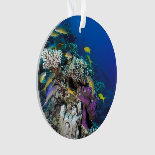 Around Small Coral (devant)