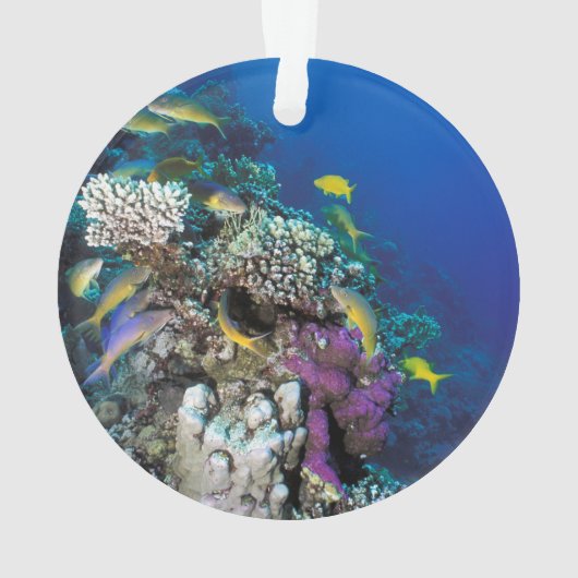 Around Small Coral (dos)