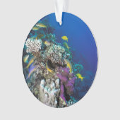 Around Small Coral (devant)