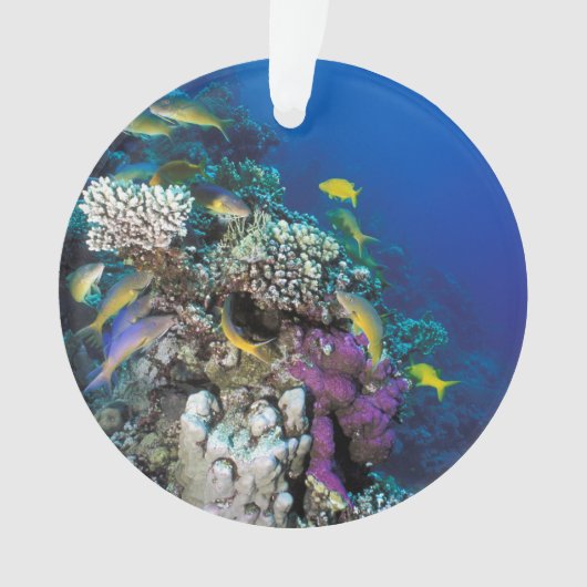 Around Small Coral (devant)