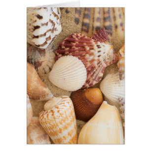 Arrangement de coquillage