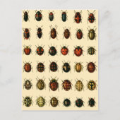 Array of Ladybirds Briefkaart (Voorkant)