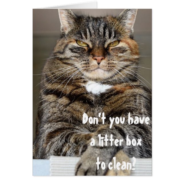 Arrêt Chat Angry Clean Litter Box Funny Humour (Devant)