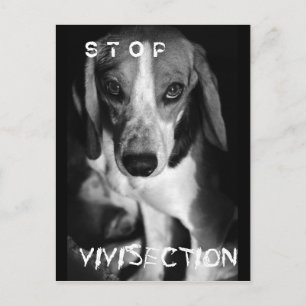 Arrêter la vivisection - Carte postale