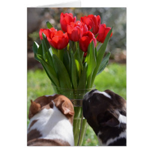 Arrêtez et sentez les tulipes