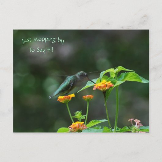 Arrêtez-Vous Juste Par Carte Postale Hummingbird (Devant)