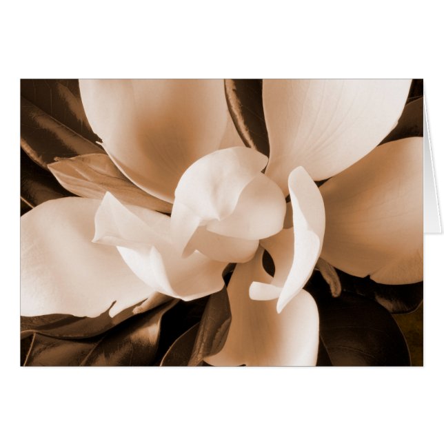 Arrière - plan noir à fleurs blanches de Magnolia (Devant horizontal)