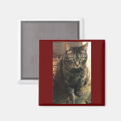 Arrière - plan Tabby Cat Magnet Maroon (Recto/Verso)