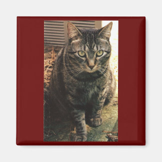 Arrière - plan Tabby Cat Magnet Maroon