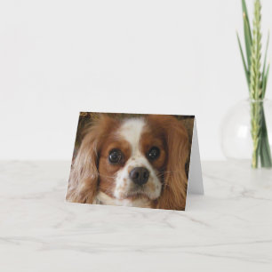 Arrogante Koning Charles Spaniel Kaart