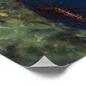 Arrow Crab in de Sponge Poster (Hoek)